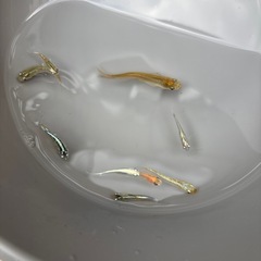 今日のミックスメダカの画像