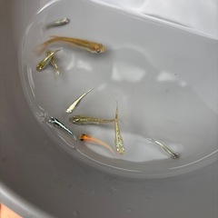 今日のミックスメダカの画像