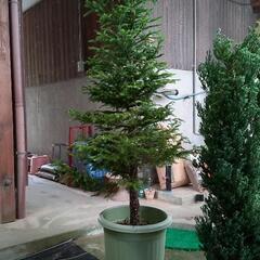 エゾ松の鉢植えです  新芽が 伸びてきています。 高さは170c...