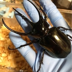 コーカサスオオカブト　幼虫の画像