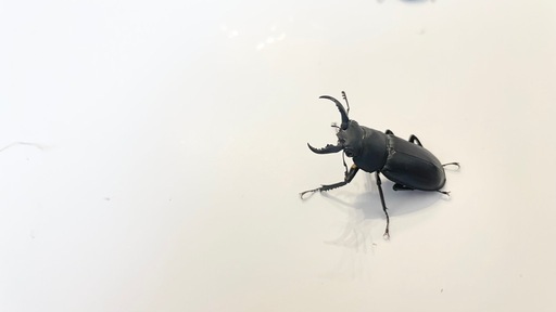 セール】福袋/福箱ファッション通販 ティティウスシロカブト