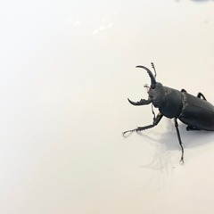 アマミシカクワガタ