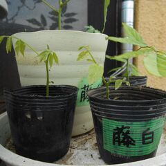 白藤　実生苗の画像