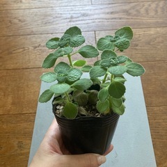アロマティカス　苗の画像