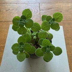 アロマティカス　苗