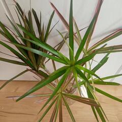 ドラセナレインボー　観葉植物の画像