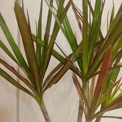 ドラセナレインボー　観葉植物の画像