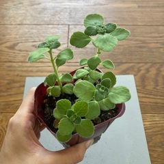 アロマティカス　苗の画像