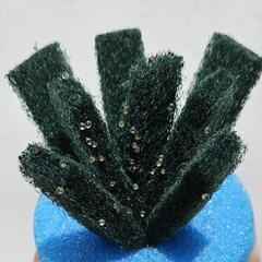 深海メダカの卵の画像