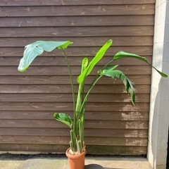観葉植物