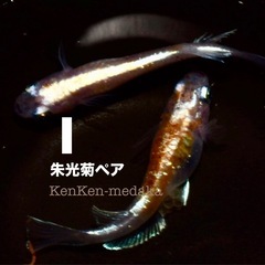 メダカ I朱光菊（しゅこうぎく）1ペア➕卵10個