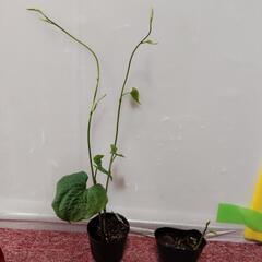 お譲り先　決まりました。募集を停止いたします。宇宙芋（エアーポテト）
