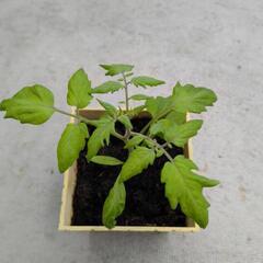 ミニトマト苗