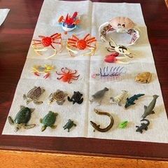 海洋生物②