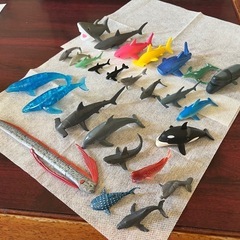 海洋生物①