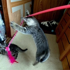 ぬくぬく猫の赤ちゃん差し上げます！