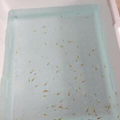 メダカすくい - その他