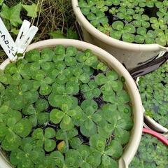 ウォータークローバー🍀の画像