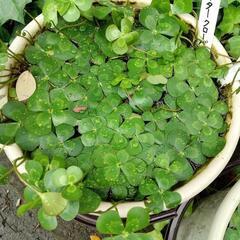 ウォータークローバー🍀の画像