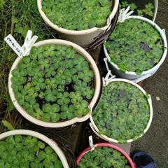 ウォータークローバー🍀の画像