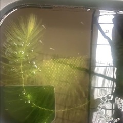 メダカ稚魚10〜20匹程