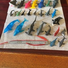 海洋生物①の画像