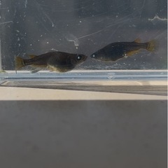 メダカ　黒天幻龍　1匹200円の画像
