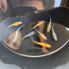 三色ラメ　サファイア　めだか　メダカ