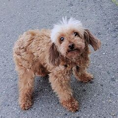 こぼれそうな瞳のプードル パールちゃん