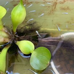 幹之メダカの稚魚×10匹