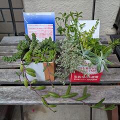 多肉植物　神刀　オブツーサなど　の画像