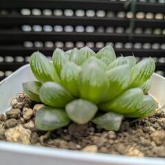 多肉植物　神刀　オブツーサなど　の画像