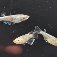 🐟緑光ショート  メダカ 9匹 雌雄有🐟写真現物 の画像