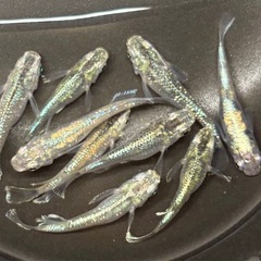 🐟緑光ショート  メダカ 9匹 雌雄有🐟写真現物 の画像