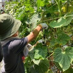 親子で食農体験　～親子で夏野菜収穫！～　CSまちデザイン市民講座＠練馬区白石農園の画像