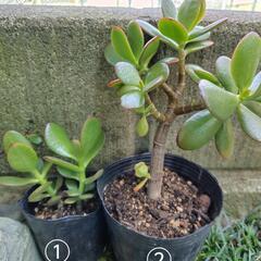多肉植物　金のなる木② ポット苗の画像