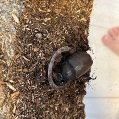 カブトムシ 成虫 メス