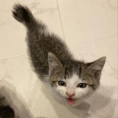 5にゃんず　キジ白おとこのこ①