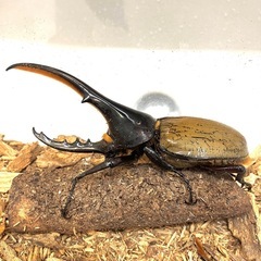 ✨ヘラクレスオオカブト成虫ペアNo14（♂127mm♀68mm）の画像