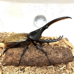✨ヘラクレスオオカブト成虫ペアNo14（♂127mm♀68mm）の画像