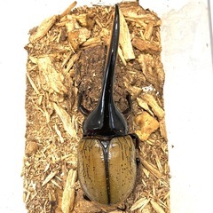 ✨ヘラクレスオオカブト成虫ペアNo14（♂127mm♀68mm）の画像