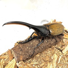✨ヘラクレスオオカブト成虫ペアNo14（♂127mm♀68mm）