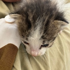 子猫　生後1ヶ月程
