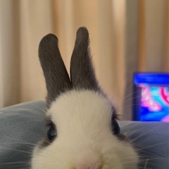 ミニウサギ里親募集૮ . . ྀིა⁩