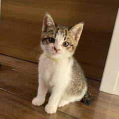 5にゃんず　キジ白おんなのこ④
