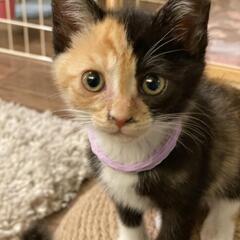 5にゃんず　三毛おんなのこ⑤