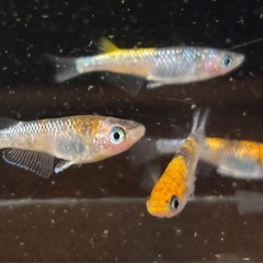 🐟砂都（オーロラ黄ラメ系）メダカ 14匹 雌雄有🐟写真現物の画像