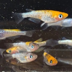 🐟砂都（オーロラ黄ラメ系）メダカ 14匹 雌雄有🐟写真現物の画像