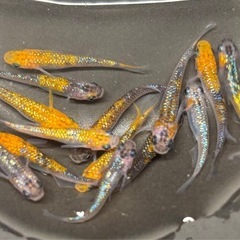 🐟砂都（オーロラ黄ラメ系）メダカ 14匹 雌雄有🐟写真現物の画像