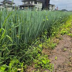 草抜き助けてください